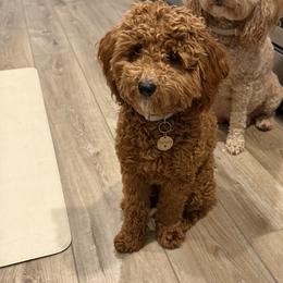 Marcella - Goldendoodle