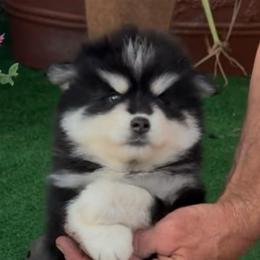 Penny - Black and white female Pomsky puppy in Spring Hill, Florida from PDQ Pomskies