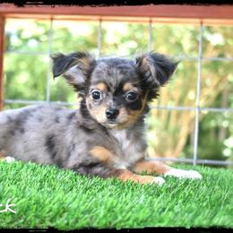 Maverick - Merle male Chihuahua puppy in Demorest, Georgia from Sourpatch Chihuahuas
