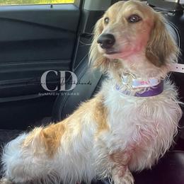 Dachshund Puppies from Camacho_Dachshunds