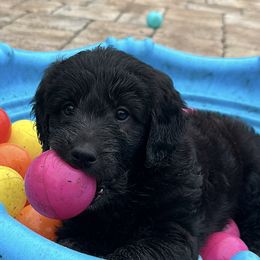 Goldendoodle Puppies from Muddy Acre Pups