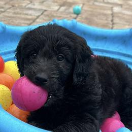 Goldendoodle Puppies from Muddy Acre Pups