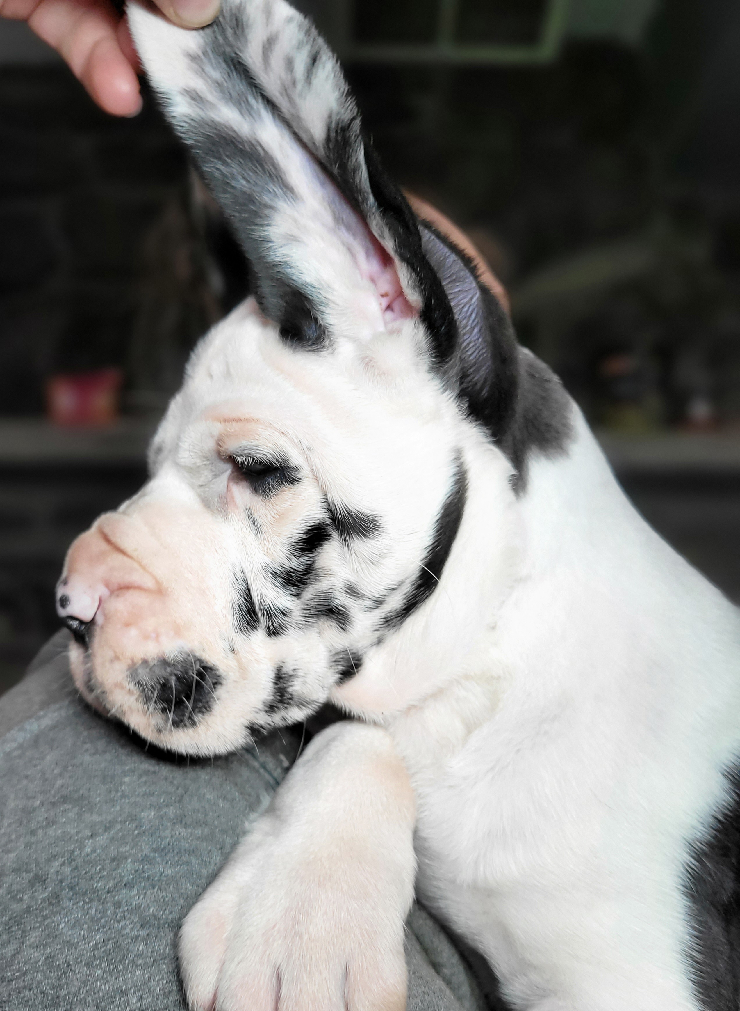 Great Dane Puppies from Bluestone Valley Danes