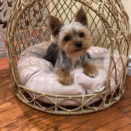 Yorkshire Terrier All Grown Up from Tiffanys Yorkies