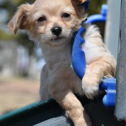 Baratheon - Fawn male Chihuahua puppy in Seneca, Missouri from Stephanie’s Puppy Colony