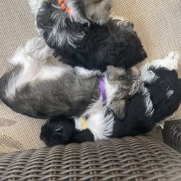 Miniature Schnauzer Puppies from Lovey Mini Schnauzers