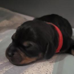 Red Girl - Wild boar female Dachshund puppy in Edgewood, New Mexico from Enchanted Desert