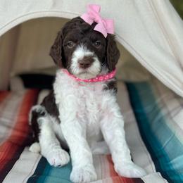 Pink - Chocolate female Goldendoodle puppy in Hesperia, Michigan from Red Acres Poodles & Doodles