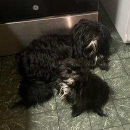 Jade - Black and white female Shih Tzu puppy in Hull, Georgia from Precious to the world Shih Tzu’s