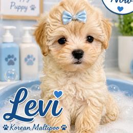 Korean dollface Levi - Apricot male Maltipoo puppy in Orlando, Florida from Denise’s Puppies