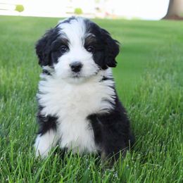 Fletcher - Tri-color Bernedoodle puppy in Apple Creek, Ohio from Arlene Hershberger