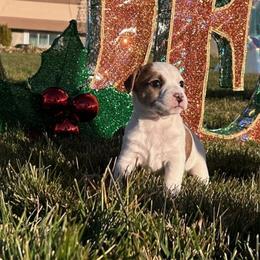 Coco - Tri-color female Russell Terrier puppy in Jerome, Idaho from Jerome Russell Terriers
