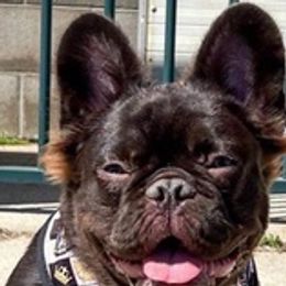 French Bulldogs from Zanas French Bulldogs
