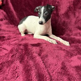 Cookie - White and black male Italian Greyhound puppy in Wilkes Barre, Pennsylvania from Laraz Pupz