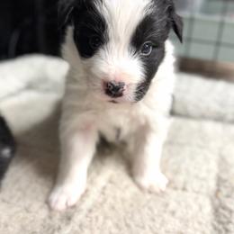 Bane - Black and white male Border Collie puppy in Kalispell, Montana from North Fork Border Collies