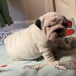 Octavia - White female Bulldog puppy in Jacksonville, Florida from Semper Fi Bulldogs