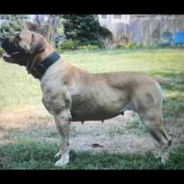 Jane - Boerboel
