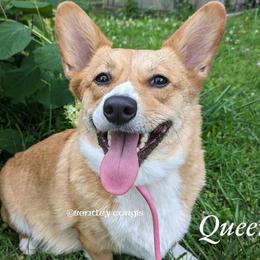 Queenie - Pembroke Welsh Corgi