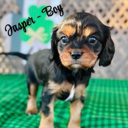 Jasper - Black and tan male Cavalier King Charles Spaniel puppy in North Smithfield, Rhode Island from Thundermist Cavaliers