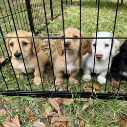 Chihuahua and Dachshund Puppies from Little Pawz, LLC