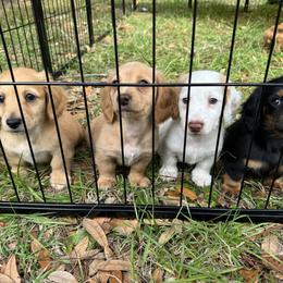 Chihuahua and Dachshund Puppies from Little Pawz, LLC