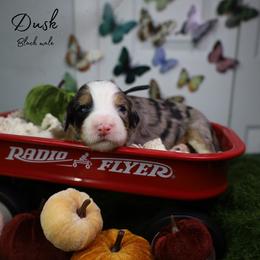 Dusk 10th pick - Blue merle male Bernedoodle puppy in Fort Myers, Florida from Little Golden Farm