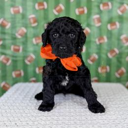 Rookie - Orange collar - Black male Goldendoodle puppy in The Woodlands, Texas from Golden Fields Doodles