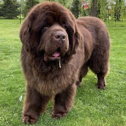 Newfoundland puppies from J & J Meadows