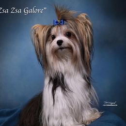 Zsa Zsa - Biewer Terrier