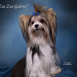 Zsa Zsa - Biewer Terrier