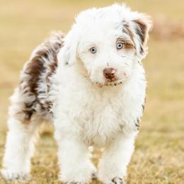 Jack - Red tri-color male Aussiedoodle puppy in Tonopah, Arizona from Kae's Kennels