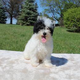 Girl 1 - Parti female Poodle puppy in Hopkins, Missouri from Mowry Creek Mini Aussiedoodles and More