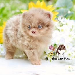 AKC Lavender Merle- Elijah - Chocolate merle male Pomeranian puppy in Santa Rosa, California from Cute California Poms