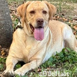 Elcie - Yellow female Labrador Retriever puppy in Sullivan, Missouri from O’Dell Labs
