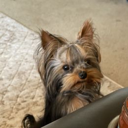 Keys - Yorkshire Terrier