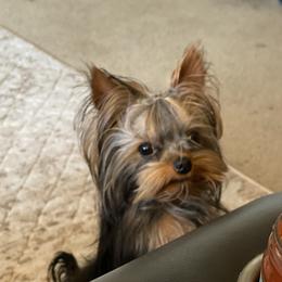 Keys - Yorkshire Terrier
