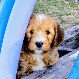 Assorted Doodle Crosses Puppies from Southern Star Goldendoodles