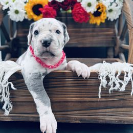 Pink Collar, Blue Harlequin - Harlequin female Great Dane puppy in Loma, Colorado from Adobe Creek Danes
