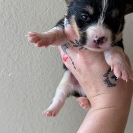 Everest - Black and tan male Pembroke Welsh Corgi puppy in Aberdeen, Washington from Coastal country Farms