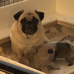 Bulldog and Pug Puppies from JR’s Pugs