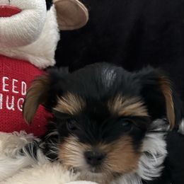 Charlie - Black tan and white male Biewer Terrier puppy in Michigan from Blue Water Biewers LLC
