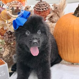1 - Blue Collar - Black male German Shepherd puppy in Davie, Florida from Vom Broward Haus