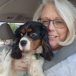 Gracie - Cavalier King Charles Spaniel