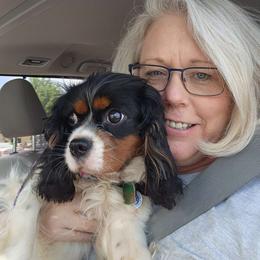Gracie - Cavalier King Charles Spaniel