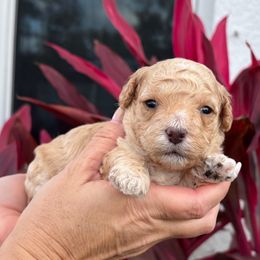 Apricot - Apricot male Goldendoodle puppy in Fort Myers, Florida from Daisy Doodles LLC