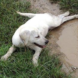 Labrador Retrievers from D&A lab's