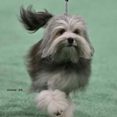 Lowchen puppies from Rainfall Löwchen