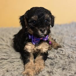 Leia - Phantom female Poodle puppy in Creal Springs, Illinois from Trish’s So IL Poodles