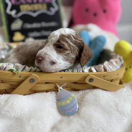 Hank (Williams) - Parti male Goldendoodle puppy in Eagleville, Tennessee from Nash Doodles