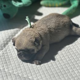 Teal - Fawn female Pug puppy in Baylis, Illinois from Cameo's Pugs